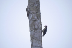 Melanerpes pucherani