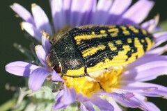 Acmaeodera amplicollis