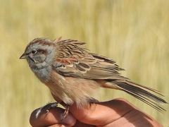 Emberiza godlewskii