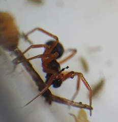 Walckenaeria acuminata