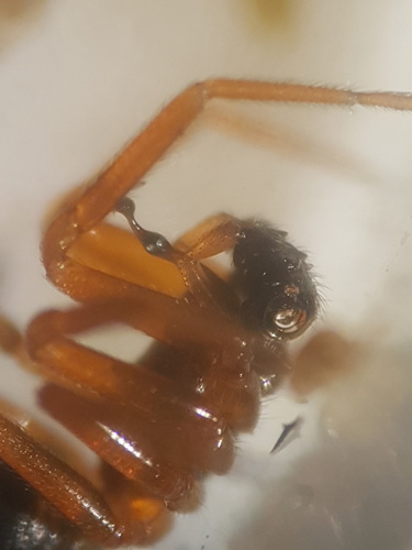Periscope Dwarf Spider