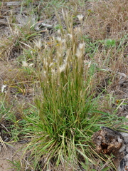 Andropogon arenarius