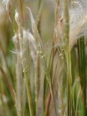 Andropogon arenarius