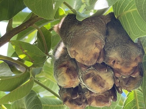 Western red bat photographed in Arizona