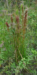 Andropogon bicornis