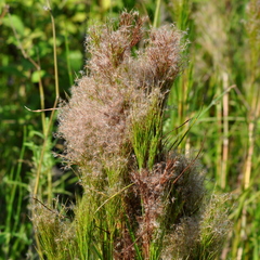 Andropogon bicornis