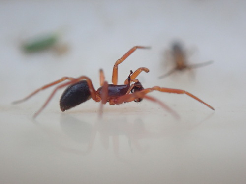 Periscope Dwarf Spider