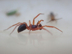 Walckenaeria acuminata