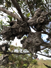 Eucalyptus conferruminata