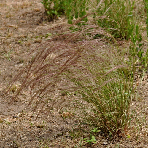 Aristida circinalis