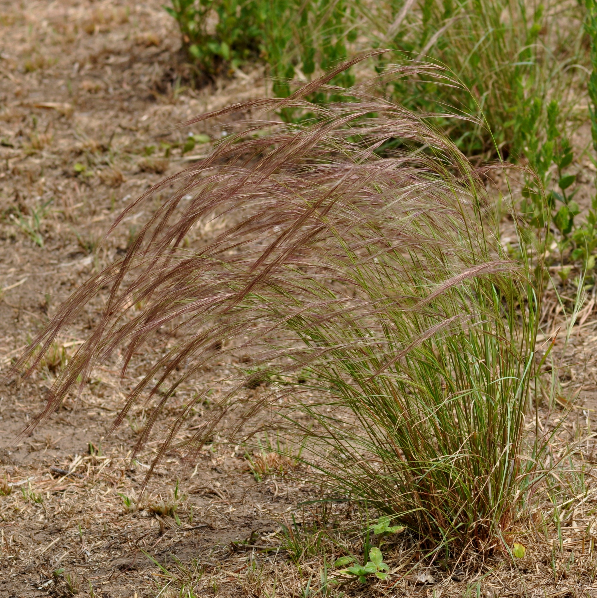 Aristida circinalis