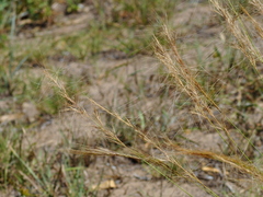 Aristida circinalis