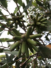 Eucalyptus conferruminata