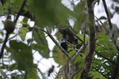 Stilpnia cyanicollis