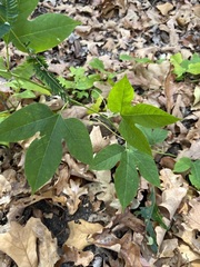 Passiflora incarnata