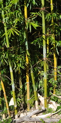 Bambusa