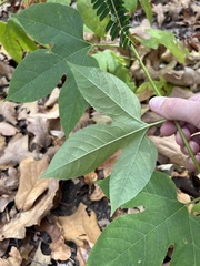 Passiflora incarnata