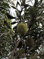 Eucalyptus conferruminata