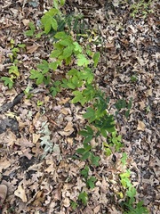 Passiflora incarnata