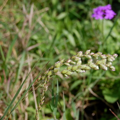 Chascolytrum subaristatum