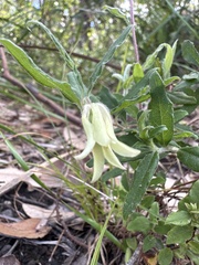 Billardiera scandens
