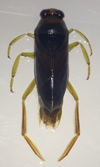 Notonecta maculata