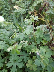 Geranium gardneri
