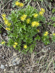 Hamadryas magellanica