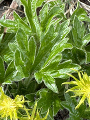 Hamadryas magellanica