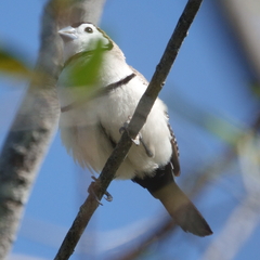 Stizoptera bichenovii