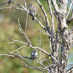 Stizoptera bichenovii