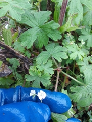 Geranium gardneri