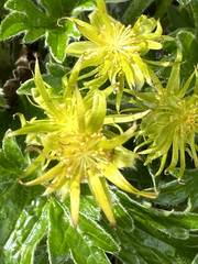 Hamadryas magellanica