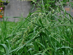 Lolium multiflorum
