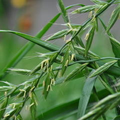 Lolium multiflorum