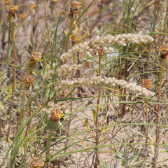 Panicum racemosum
