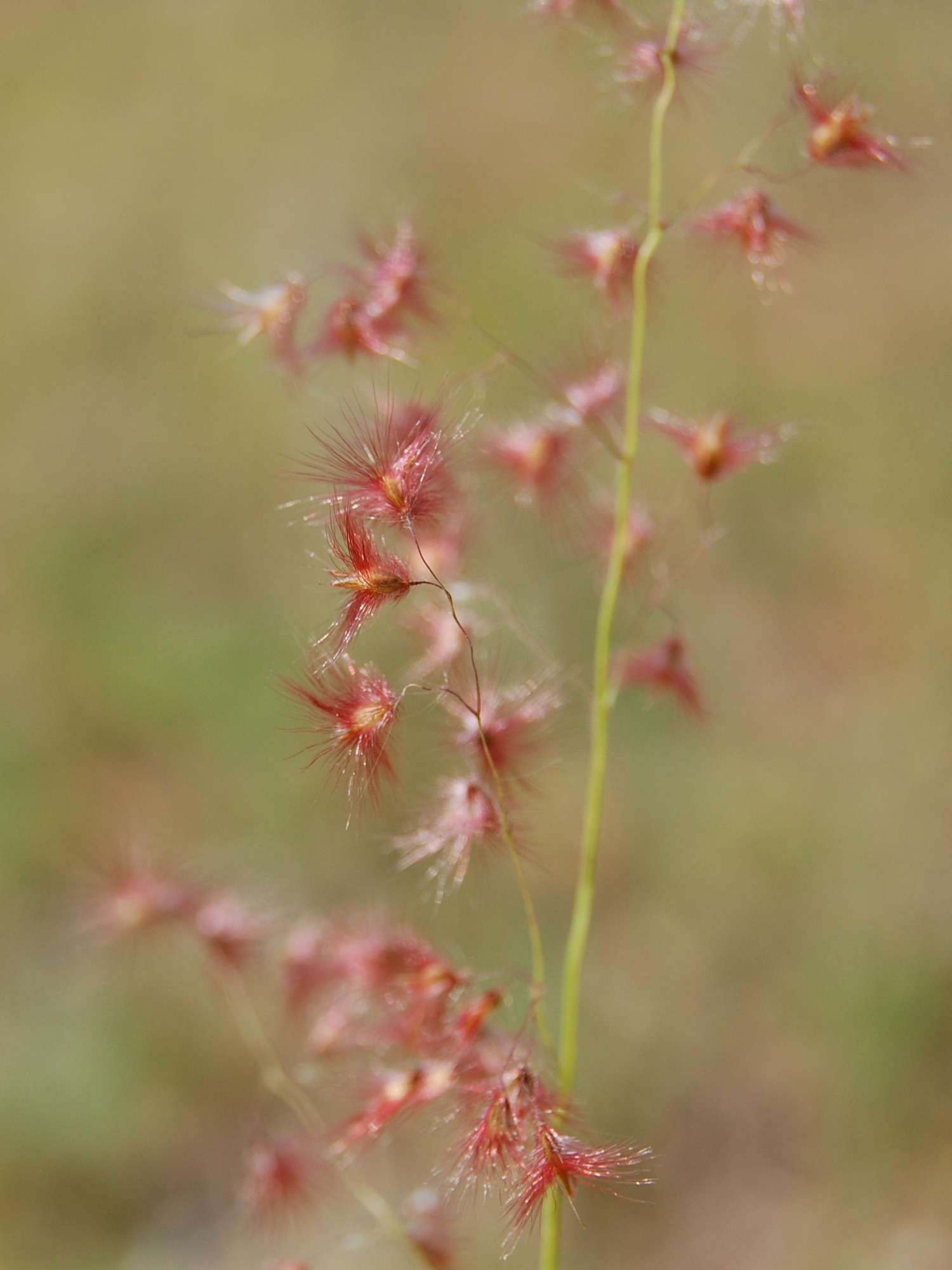 Melinis repens