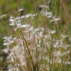 Schizachyrium microstachyum