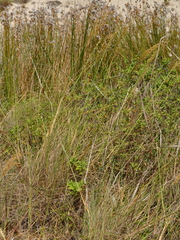 Sorghastrum pellitum