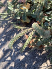 Heliotropium europaeum