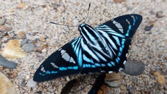 Phocides