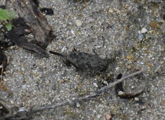 Paratettix mexicanus