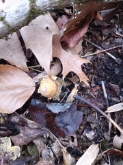 Calostoma lutescens
