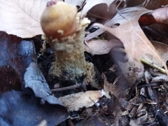 Calostoma lutescens
