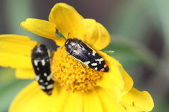 Acmaeodera amabilis