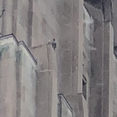 Falco peregrinus