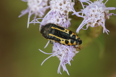 Acmaeodera scalaris