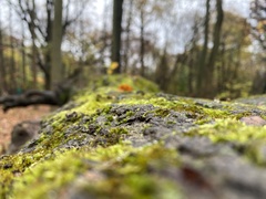 Tortula muralis