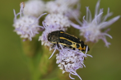 Acmaeodera scalaris