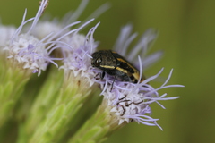 Acmaeodera scalaris